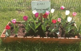 Dobre słowo się opłaca - Nasze kwiaty wyrosły! (2)