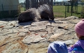 Malinki na Farmie Jantar Mini Zoo 1